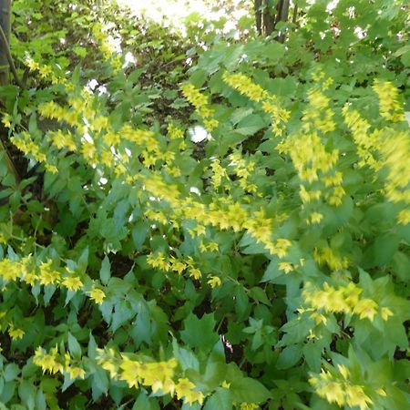 Landleben - Ferienhaus 2 弗里茨拉尔 外观 照片